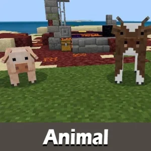 Animal